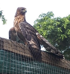 Accipiter melanoleucus
