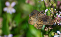 Theagenes dichrous