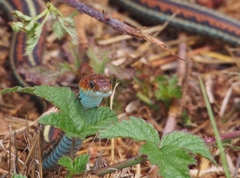 Thamnophis sirtalis tetrataenia