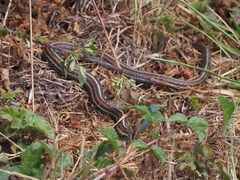 Thamnophis sirtalis tetrataenia
