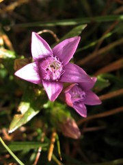 Gentianella germanica
