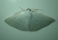 Lomographa argentata