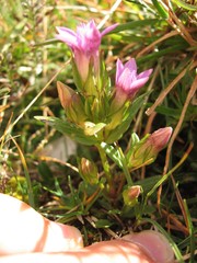 Gentianella germanica