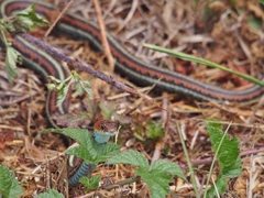 Thamnophis sirtalis tetrataenia