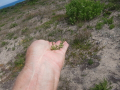 Centella tridentata