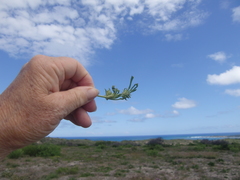 Centella tridentata