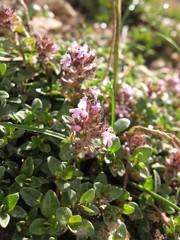 Thymus praecox polytrichus