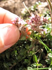 Thymus praecox polytrichus