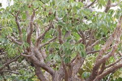 Jatropha macrocarpa