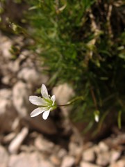Sabulina austriaca