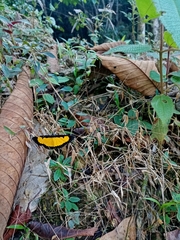 Xanthyris flaveolata