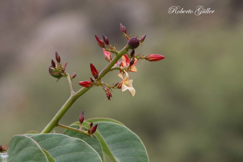 Jatropha macrocarpa