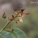 Jatropha macrocarpa - Photo (c) Roberto Guller, algunos derechos reservados (CC BY-NC-ND), subido por Roberto Guller