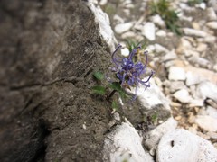 Phyteuma sieberi