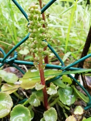 Umbilicus horizontalis