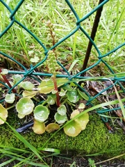 Umbilicus horizontalis