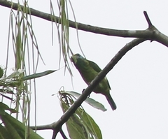 Psilopogon flavifrons