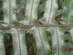 Microlepia hookeriana