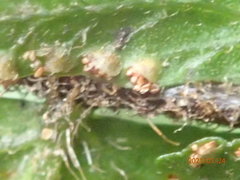 Microlepia hookeriana