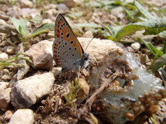 Lycaena thersamon