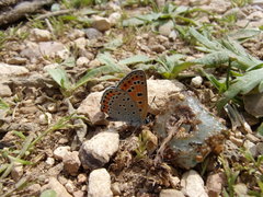 Lycaena thersamon