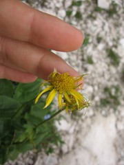 Doronicum columnae