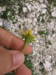 Doronicum columnae