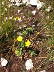 Ranunculus montanus