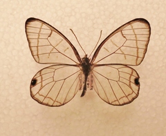 Dulcedo polita