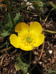 Ranunculus montanus