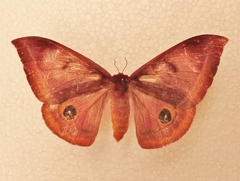 Automeris phrynon