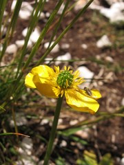 Ranunculus montanus