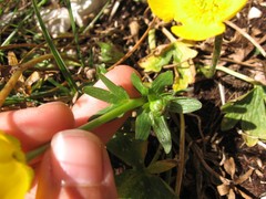Ranunculus montanus