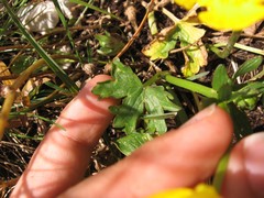 Ranunculus montanus