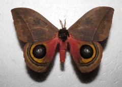 Automeris belti