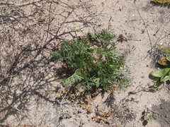 Pelargonium pillansii