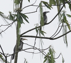 Ocyceros gingalensis