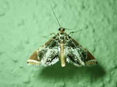 Argyractoides leucogonialis