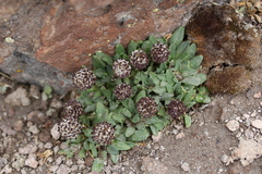 Valeriana globularis