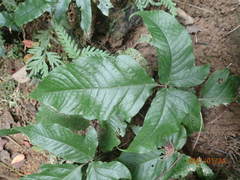 Tectaria subtriphylla