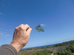 Pelargonium pillansii