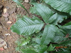 Tectaria subtriphylla