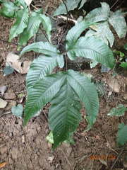 Tectaria subtriphylla