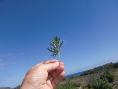 Pelargonium pillansii