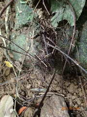 Tectaria subtriphylla