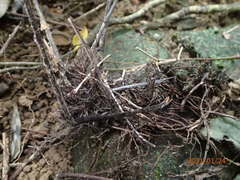 Tectaria subtriphylla