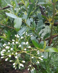 Magnoliopsida