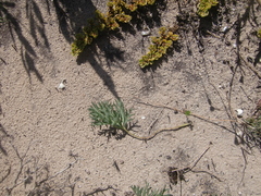 Pelargonium pillansii