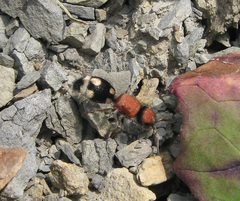 Ronisia brutia