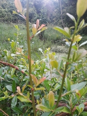 Magnoliopsida